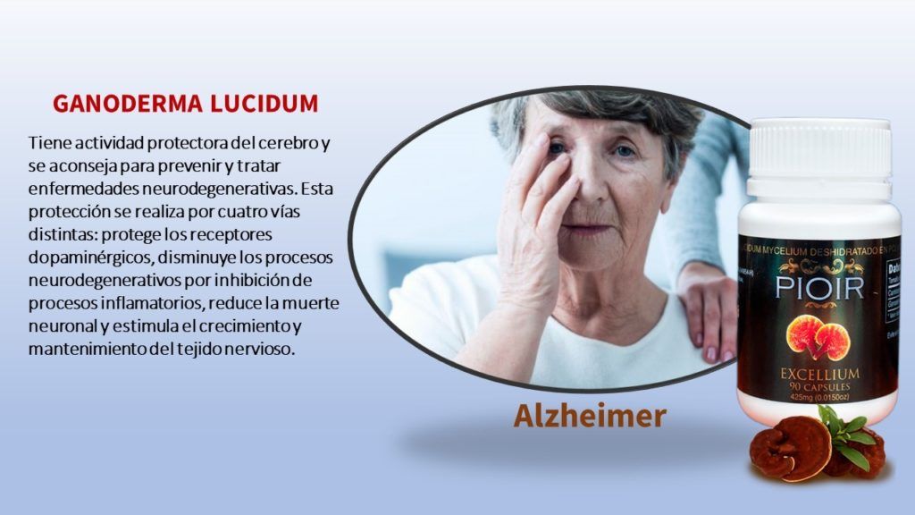 Ganoderma Lucidum Excelente Aliado En El Tratamiento Del Alzheimer